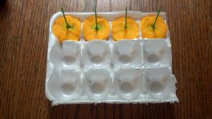 terrific toilet training 5